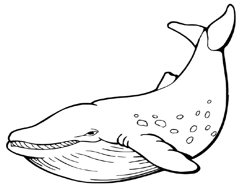 Disegno da colorare: Balena (Animali) #898 - Pagine da Colorare Stampabili Gratuite