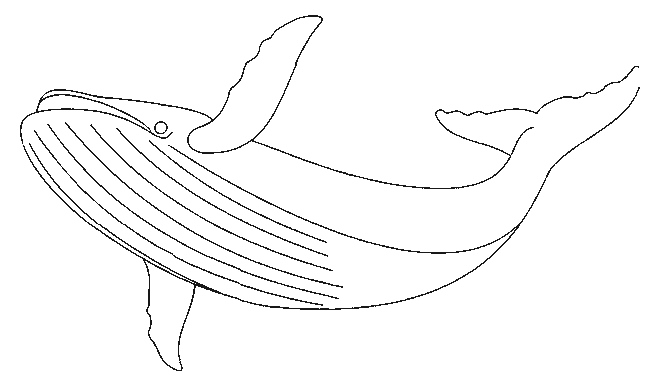 Disegno da colorare: Balena (Animali) #922 - Pagine da Colorare Stampabili Gratuite