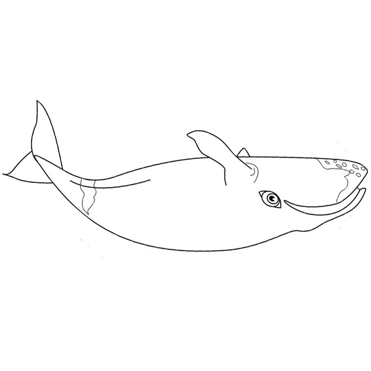 Disegno da colorare: Balena (Animali) #924 - Pagine da Colorare Stampabili Gratuite