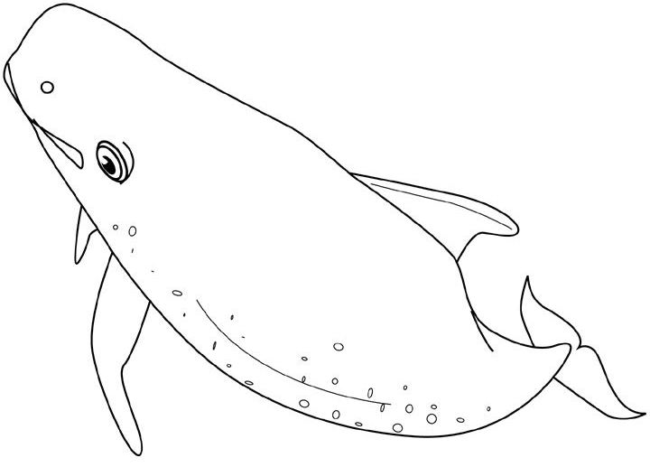 Disegno da colorare: Balena (Animali) #930 - Pagine da Colorare Stampabili Gratuite