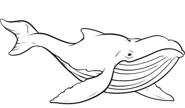 Disegno da colorare: Balena (Animali) #934 - Pagine da Colorare Stampabili Gratuite