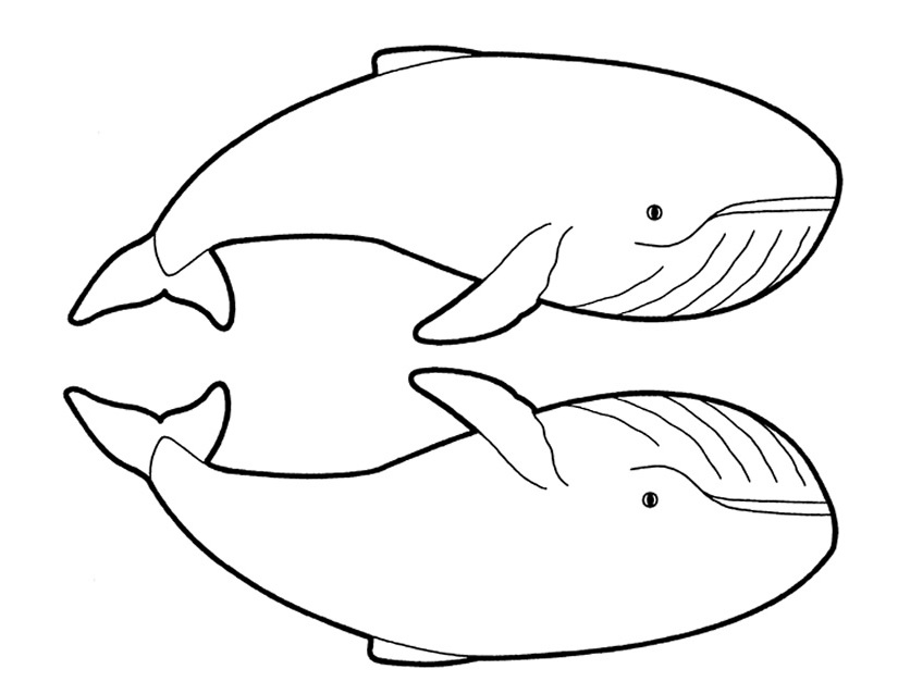 Disegno da colorare: Balena (Animali) #936 - Pagine da Colorare Stampabili Gratuite