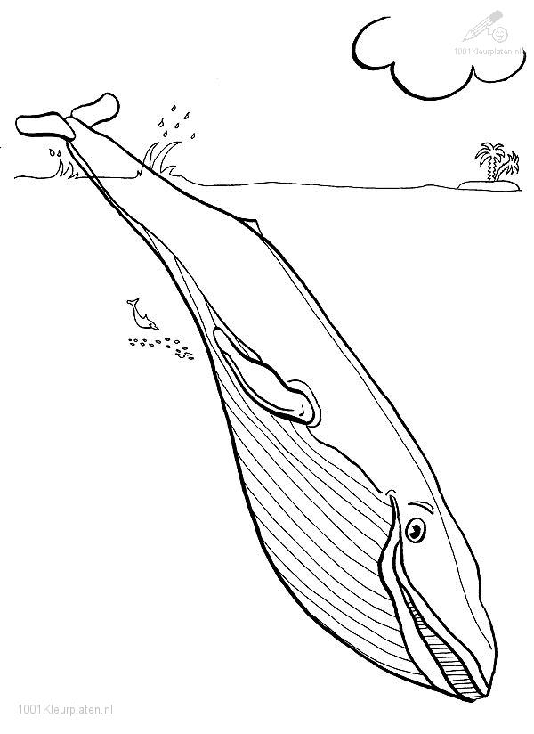 Disegno da colorare: Balena (Animali) #937 - Pagine da Colorare Stampabili Gratuite