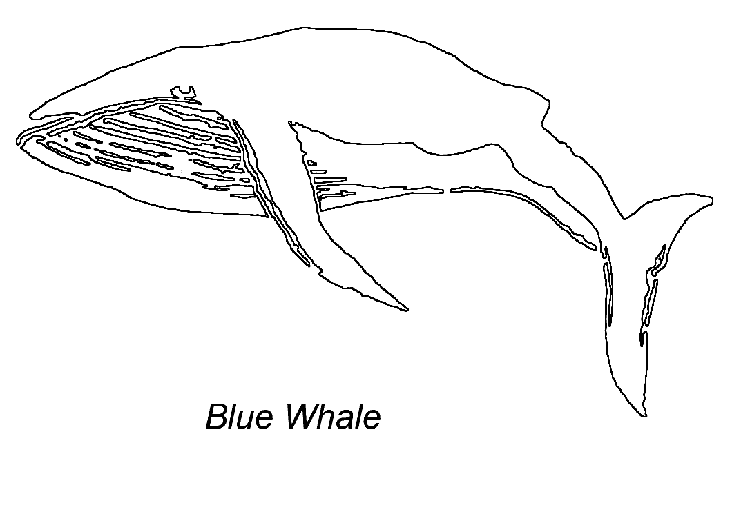Disegno da colorare: Balena (Animali) #963 - Pagine da Colorare Stampabili Gratuite