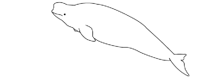 Disegno da colorare: Beluga (Animali) #1040 - Pagine da Colorare Stampabili Gratuite
