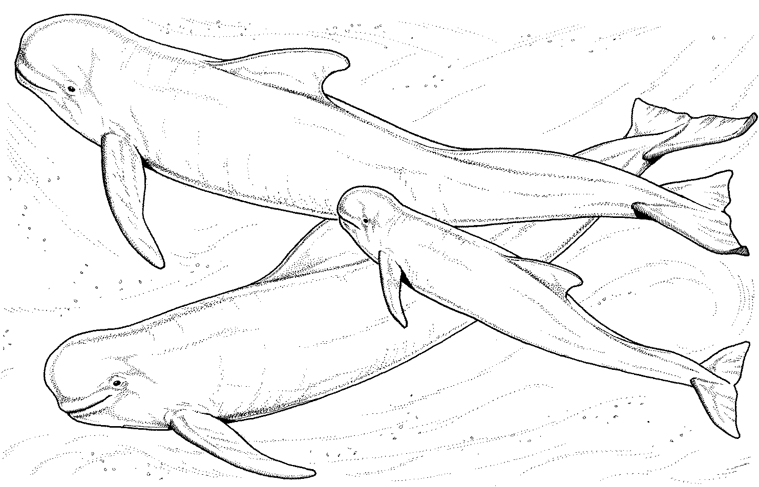 Disegno da colorare: Beluga (Animali) #1044 - Pagine da Colorare Stampabili Gratuite