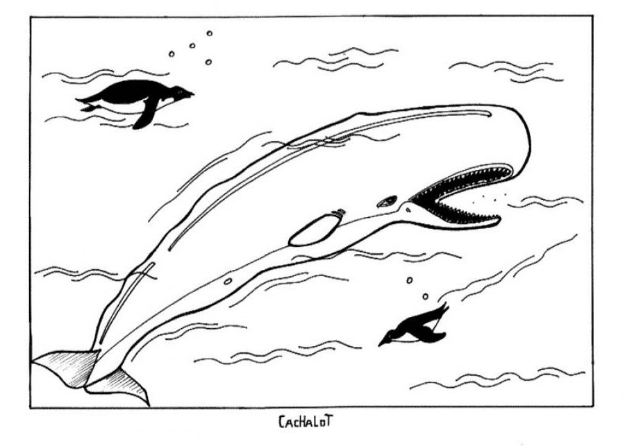 Disegno da colorare: Beluga (Animali) #1046 - Pagine da Colorare Stampabili Gratuite