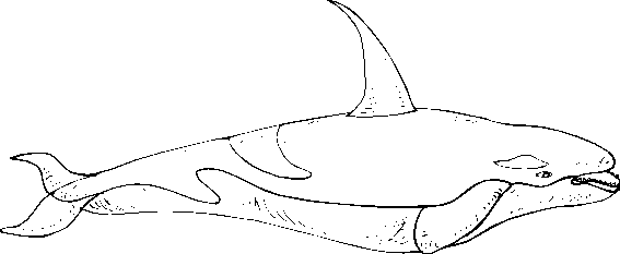 Disegno da colorare: Beluga (Animali) #1054 - Pagine da Colorare Stampabili Gratuite