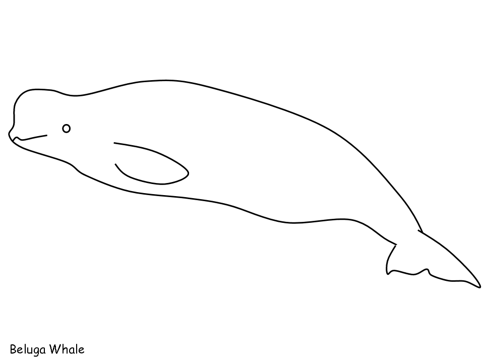 Disegno da colorare: Beluga (Animali) #1067 - Pagine da Colorare Stampabili Gratuite