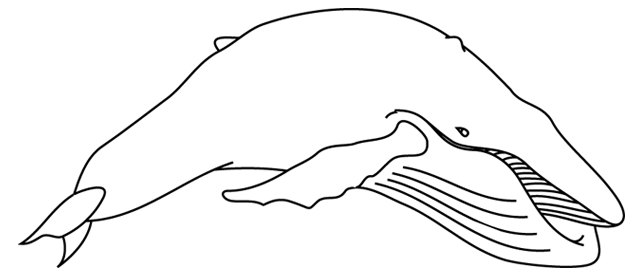 Disegno da colorare: Beluga (Animali) #1086 - Pagine da Colorare Stampabili Gratuite