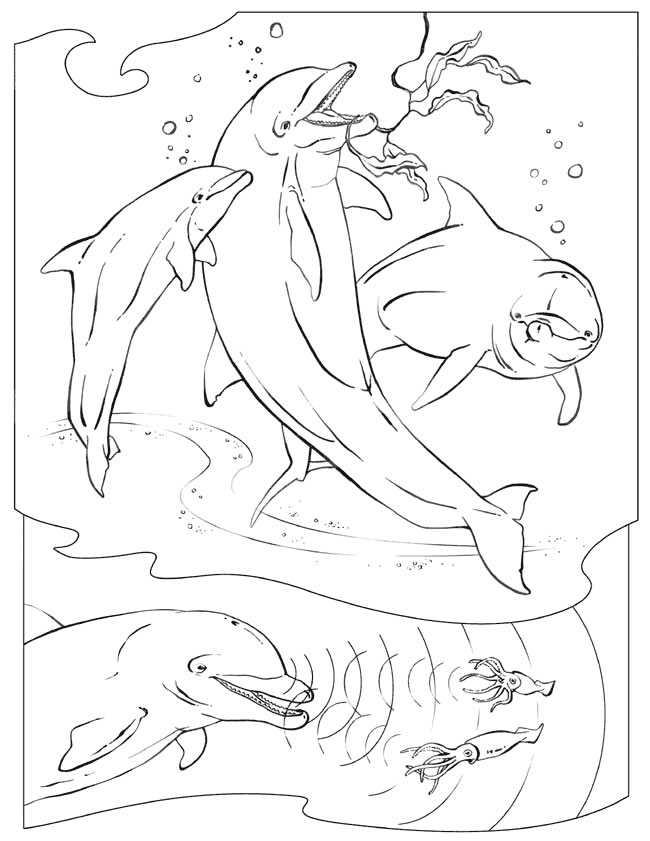 Disegno da colorare: Beluga (Animali) #1088 - Pagine da Colorare Stampabili Gratuite