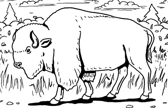 Disegno da colorare: Bisonte (Animali) #1193 - Pagine da Colorare Stampabili Gratuite