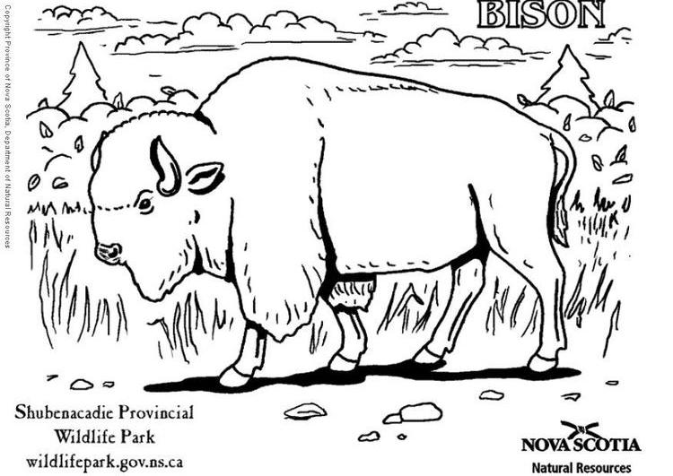 Disegno da colorare: Bisonte (Animali) #1202 - Pagine da Colorare Stampabili Gratuite