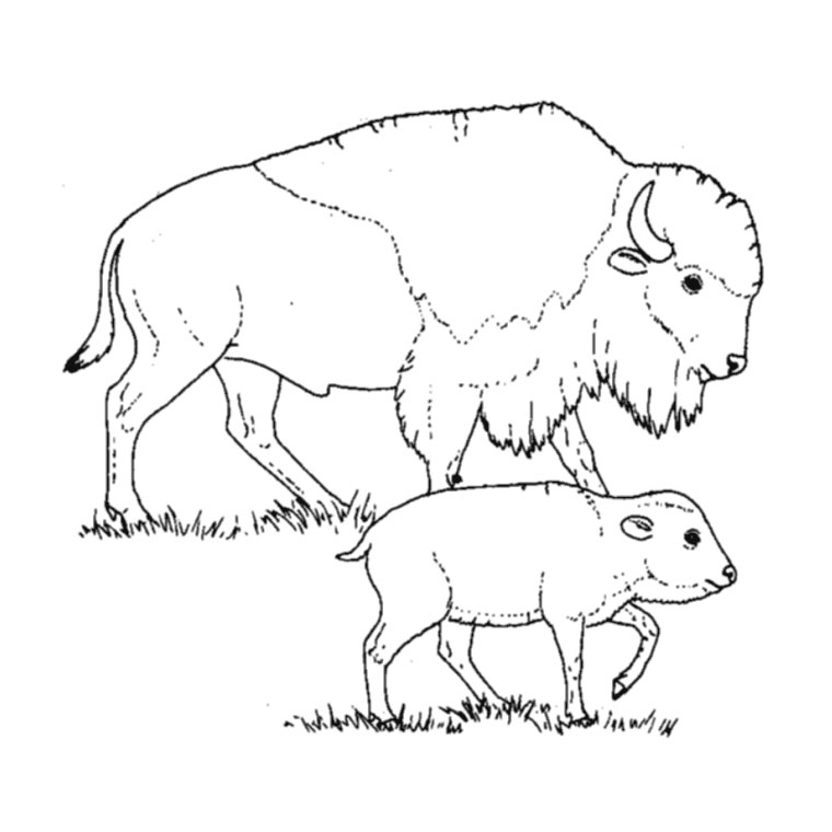 Disegno da colorare: Bisonte (Animali) #1205 - Pagine da Colorare Stampabili Gratuite