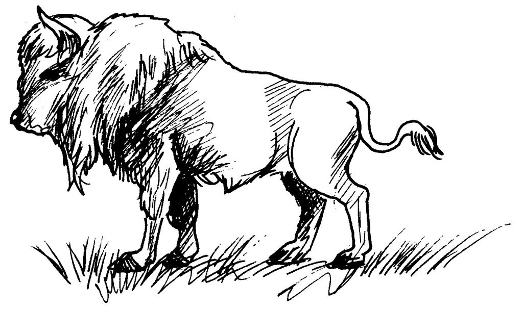 Disegno da colorare: Bisonte (Animali) #1206 - Pagine da Colorare Stampabili Gratuite