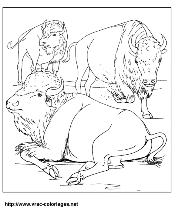 Disegno da colorare: Bisonte (Animali) #1212 - Pagine da Colorare Stampabili Gratuite