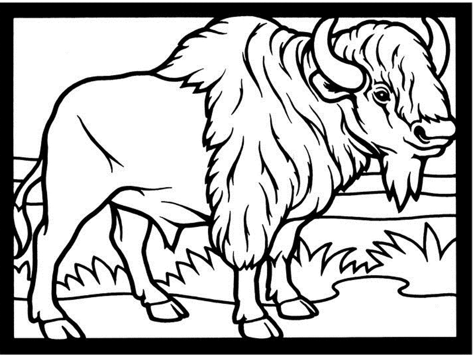 Disegno da colorare: Bisonte (Animali) #1228 - Pagine da Colorare Stampabili Gratuite