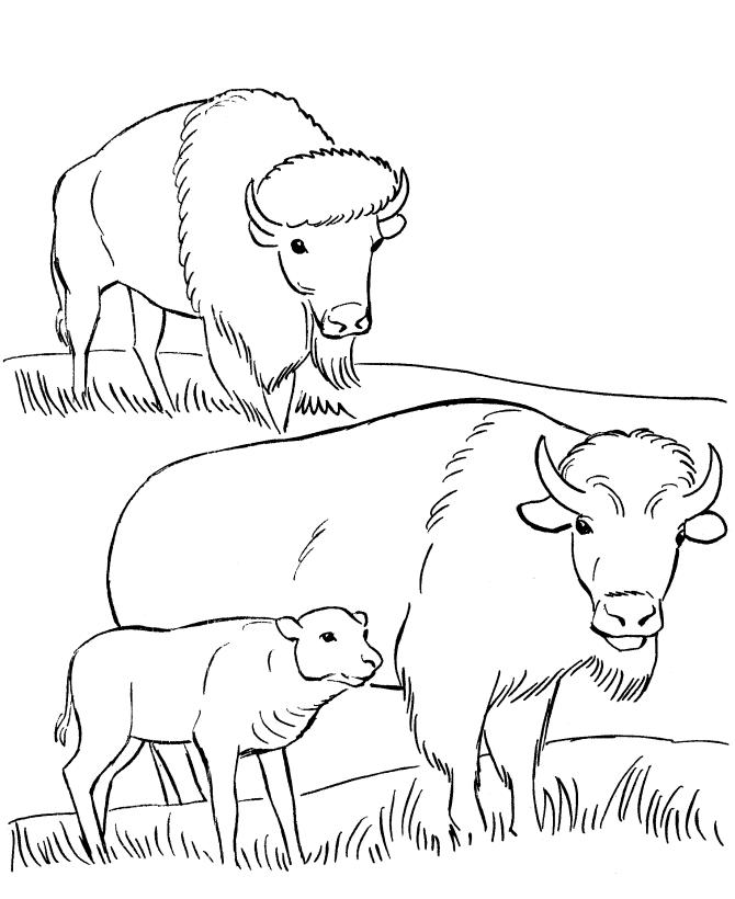 Disegno da colorare: Bisonte (Animali) #1234 - Pagine da Colorare Stampabili Gratuite