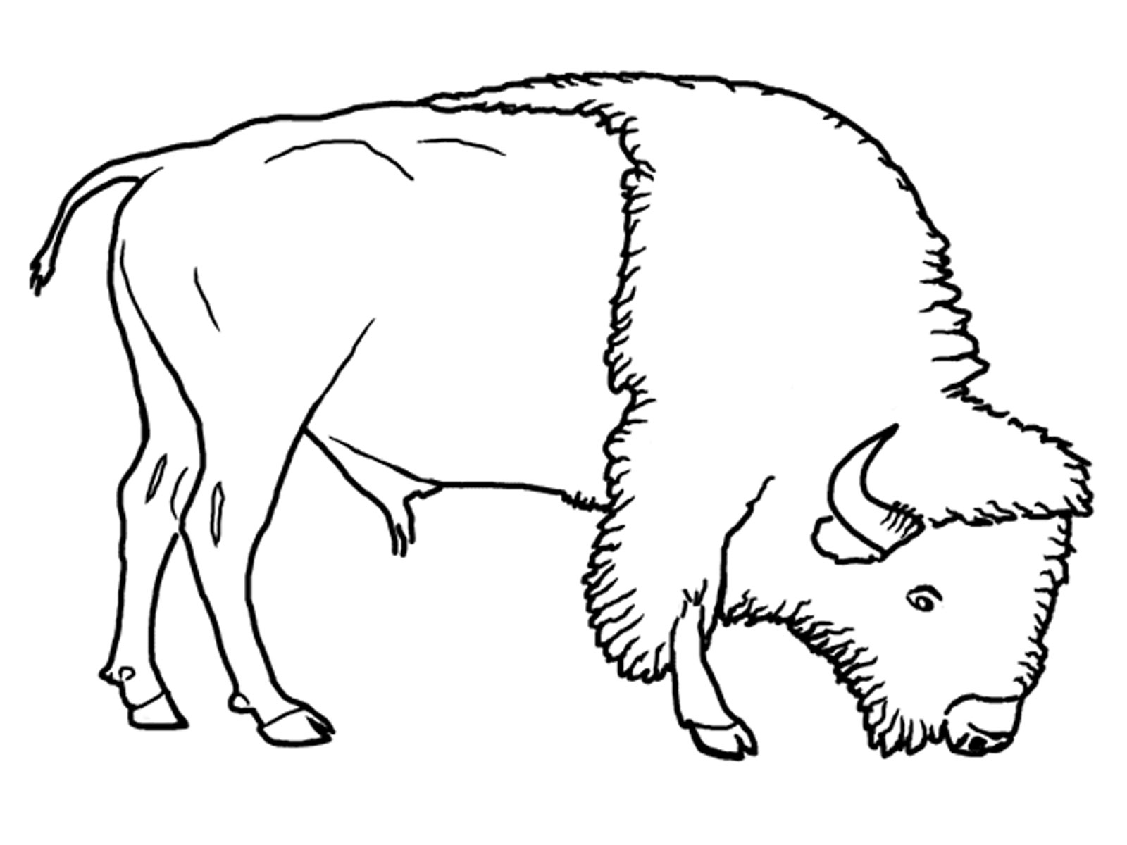 Disegno da colorare: Bisonte (Animali) #1282 - Pagine da Colorare Stampabili Gratuite