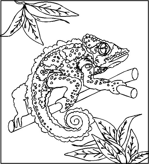 Disegno da colorare: Camaleonte (Animali) #1409 - Pagine da Colorare Stampabili Gratuite