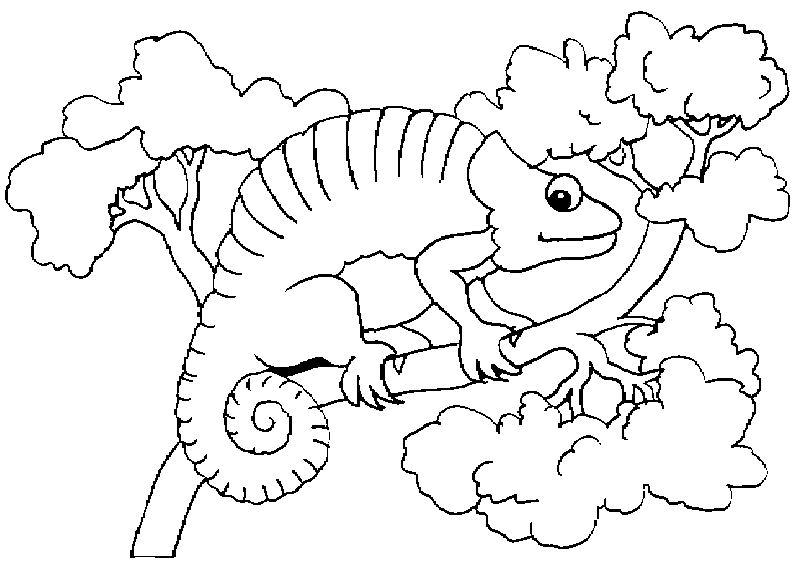 Disegno da colorare: Camaleonte (Animali) #1413 - Pagine da Colorare Stampabili Gratuite