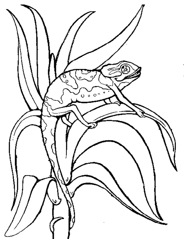 Disegno da colorare: Camaleonte (Animali) #1420 - Pagine da Colorare Stampabili Gratuite