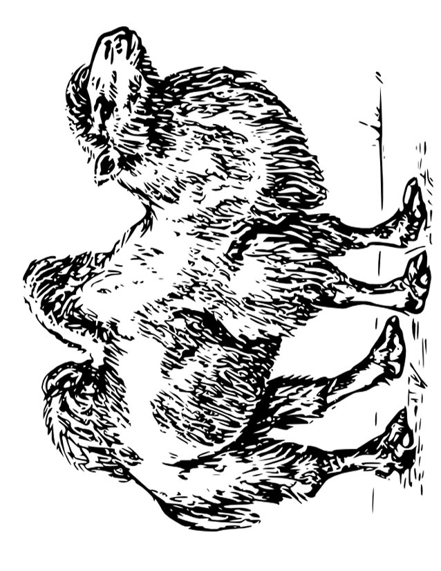 Disegno da colorare: Cammello (Animali) #1703 - Pagine da Colorare Stampabili Gratuite