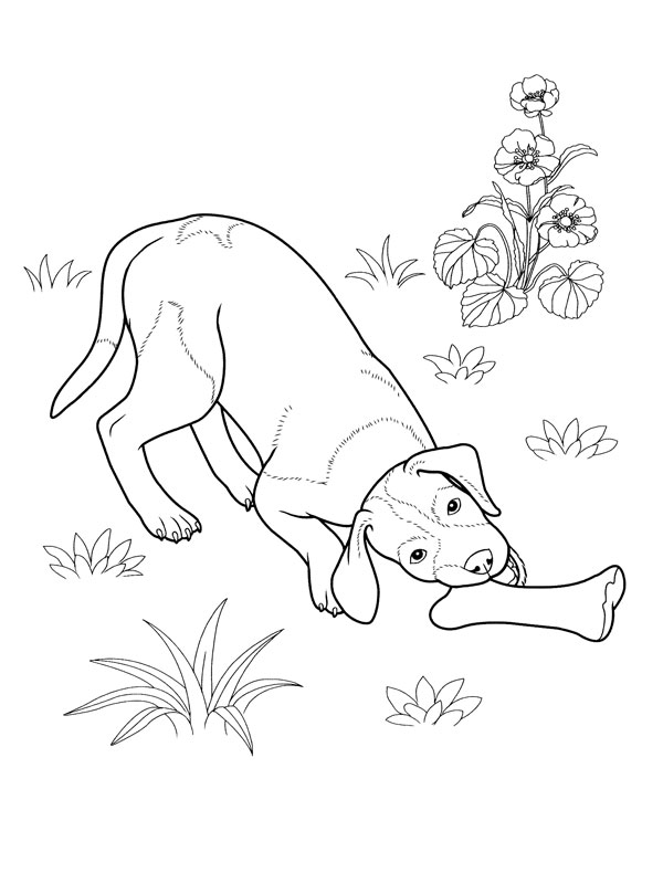 Disegno da colorare: Cane (Animali) #3117 - Pagine da Colorare Stampabili Gratuite