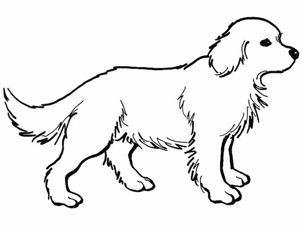 Disegno da colorare: Cane (Animali) #3158 - Pagine da Colorare Stampabili Gratuite