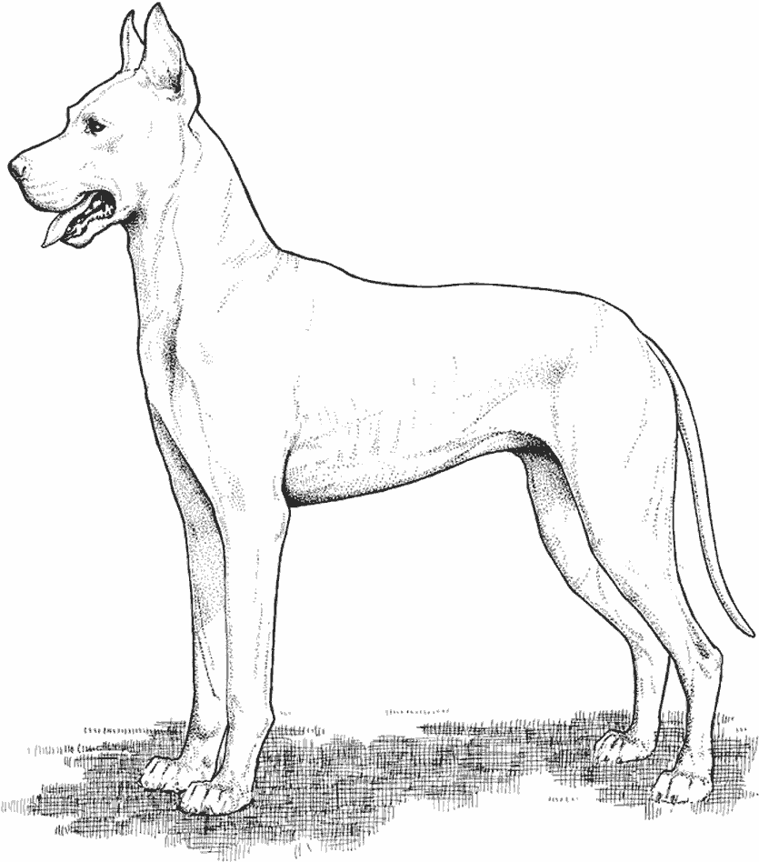 Disegno da colorare: Cane (Animali) #3170 - Pagine da Colorare Stampabili Gratuite