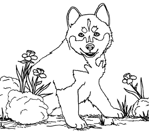Disegno da colorare: Cane (Animali) #61 - Pagine da Colorare Stampabili Gratuite