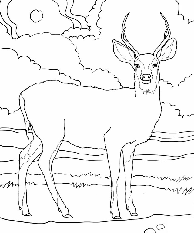Disegno da colorare: capriolo (Animali) #2576 - Pagine da Colorare Stampabili Gratuite