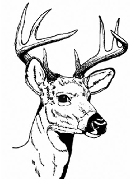 Disegno da colorare: capriolo (Animali) #2580 - Pagine da Colorare Stampabili Gratuite