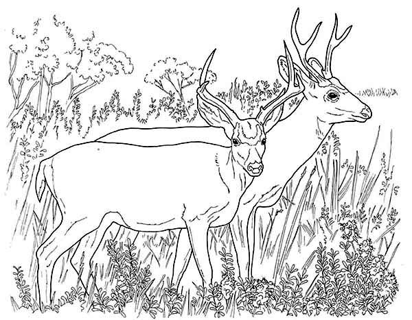 Disegno da colorare: capriolo (Animali) #2623 - Pagine da Colorare Stampabili Gratuite