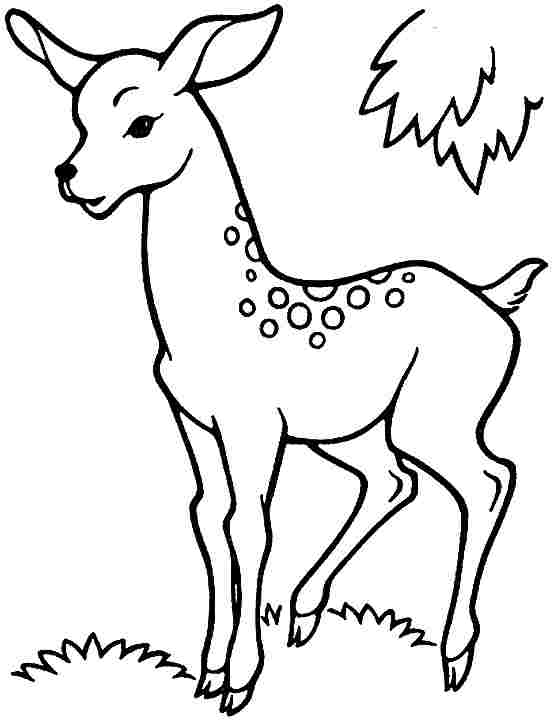 Disegno da colorare: capriolo (Animali) #2627 - Pagine da Colorare Stampabili Gratuite