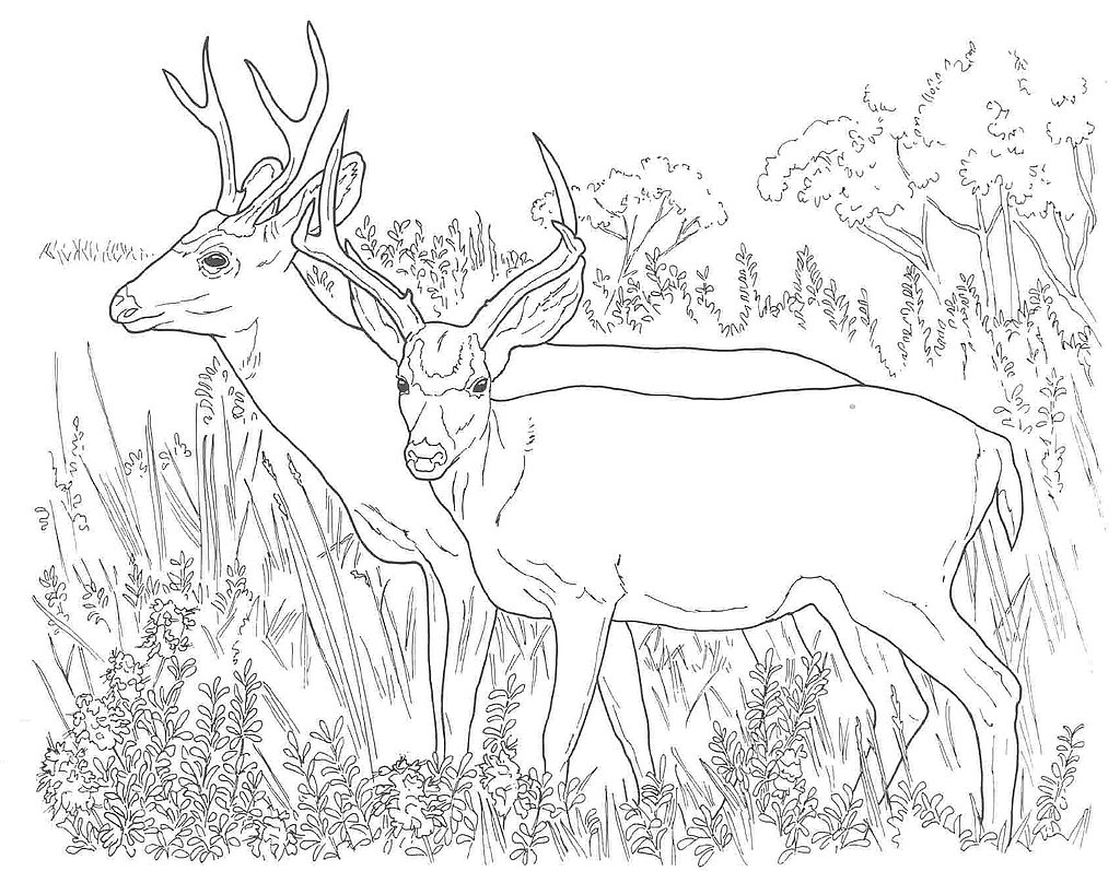 Disegno da colorare: capriolo (Animali) #2632 - Pagine da Colorare Stampabili Gratuite