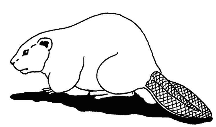 Disegno da colorare: Castoro (Animali) #1596 - Pagine da Colorare Stampabili Gratuite