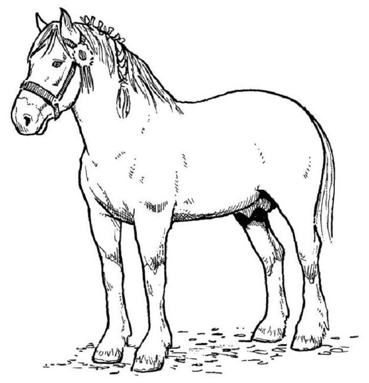 Disegno da colorare: Cavallo (Animali) #2168 - Pagine da Colorare Stampabili Gratuite