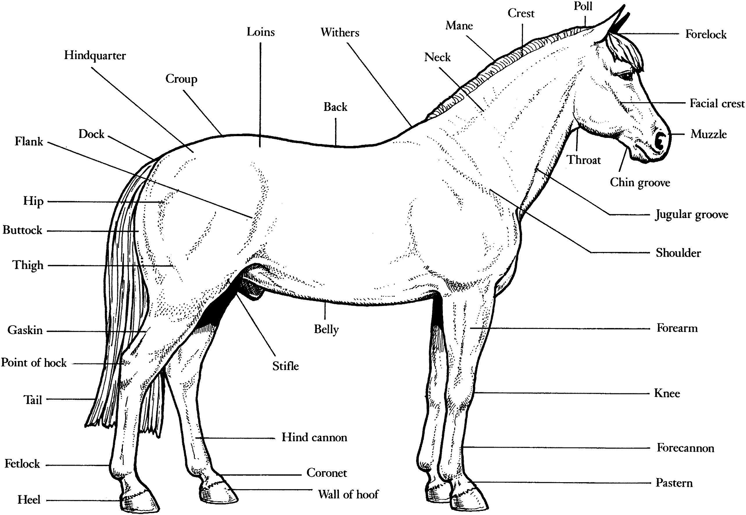 Disegno da colorare: Cavallo (Animali) #2215 - Pagine da Colorare Stampabili Gratuite