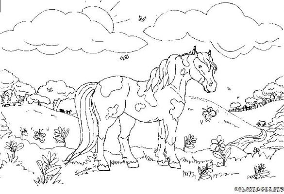 Disegno da colorare: Cavallo (Animali) #2223 - Pagine da Colorare Stampabili Gratuite