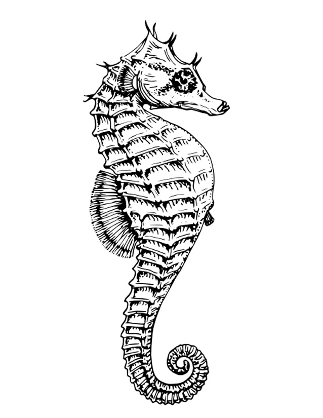 Disegno da colorare: Cavalluccio marino (Animali) #18599 - Pagine da Colorare Stampabili Gratuite