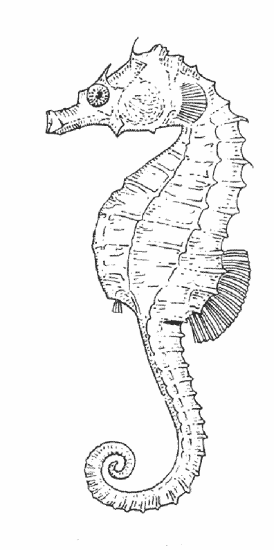 Disegno da colorare: Cavalluccio marino (Animali) #18672 - Pagine da Colorare Stampabili Gratuite