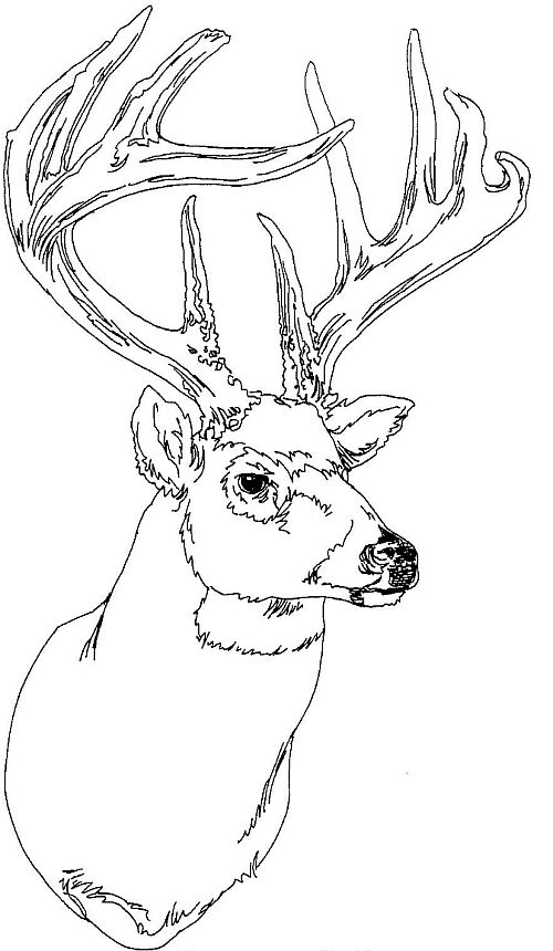 Disegno da colorare: Cervo (Animali) #2662 - Pagine da Colorare Stampabili Gratuite