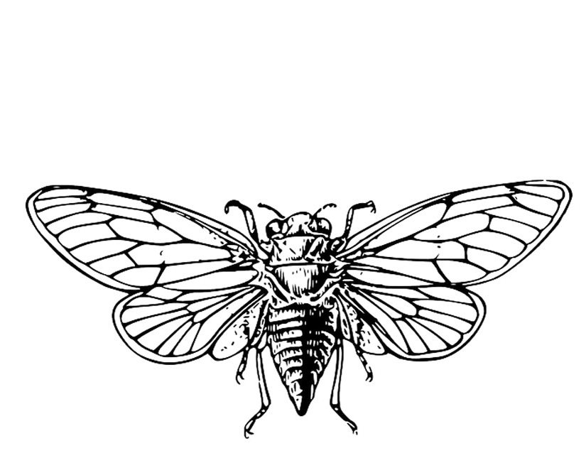 Disegno da colorare: Cicala (Animali) #18438 - Pagine da Colorare Stampabili Gratuite