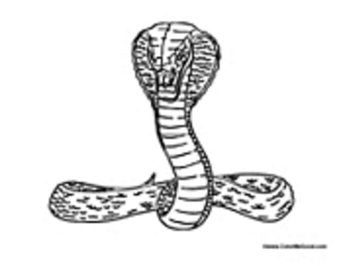 Disegno da colorare: Cobra (Animali) #3225 - Pagine da Colorare Stampabili Gratuite
