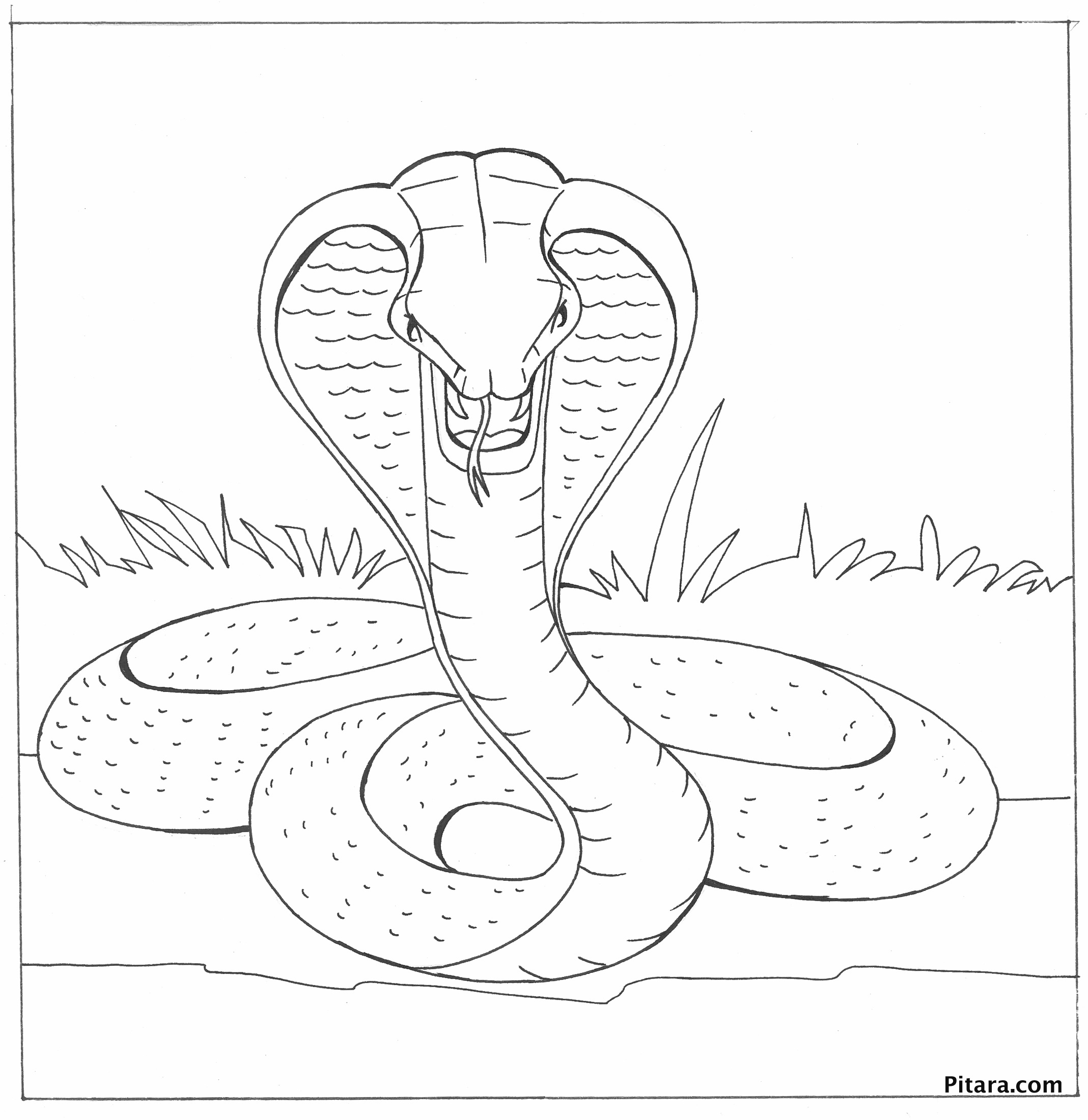 Disegno da colorare: Cobra (Animali) #3247 - Pagine da Colorare Stampabili Gratuite