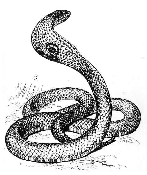 Disegno da colorare: Cobra (Animali) #3301 - Pagine da Colorare Stampabili Gratuite