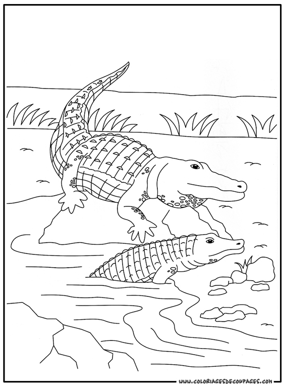 Disegno da colorare: Coccodrillo (Animali) #4794 - Pagine da Colorare Stampabili Gratuite