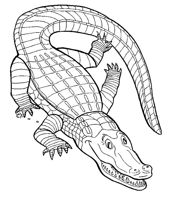 Disegno da colorare: Coccodrillo (Animali) #4817 - Pagine da Colorare Stampabili Gratuite