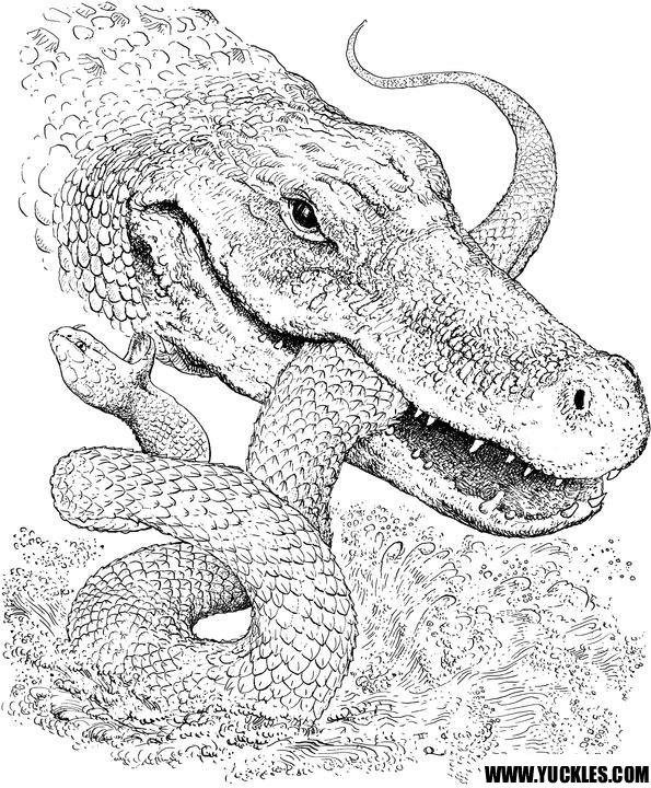 Disegno da colorare: Coccodrillo (Animali) #4854 - Pagine da Colorare Stampabili Gratuite